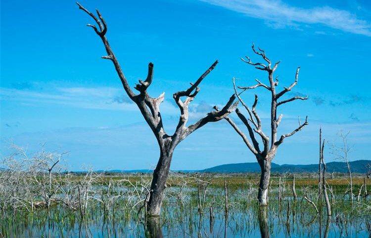 No Pantanal, está faltando água (e uma lei)