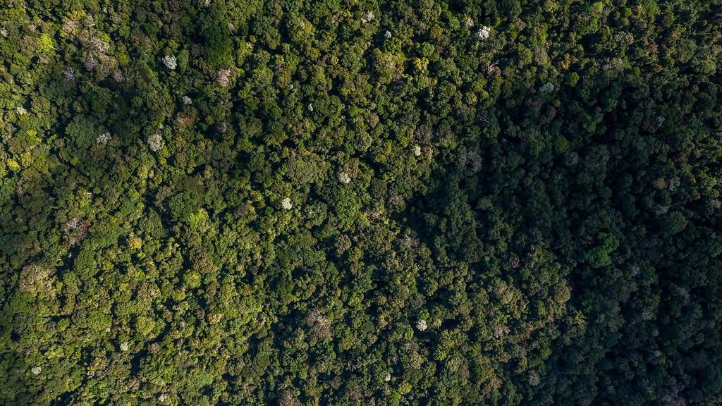 A floresta em pé: desenvolvendo a Amazônia com a comunidade local