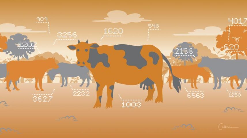 Big data, great vacas