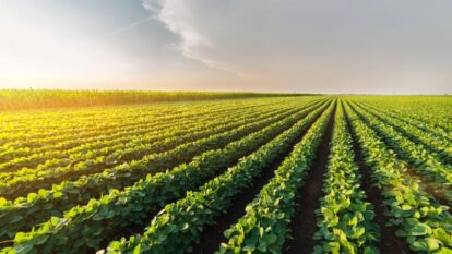 Boa Safra: venda de sementes de biotecnologia ganha share