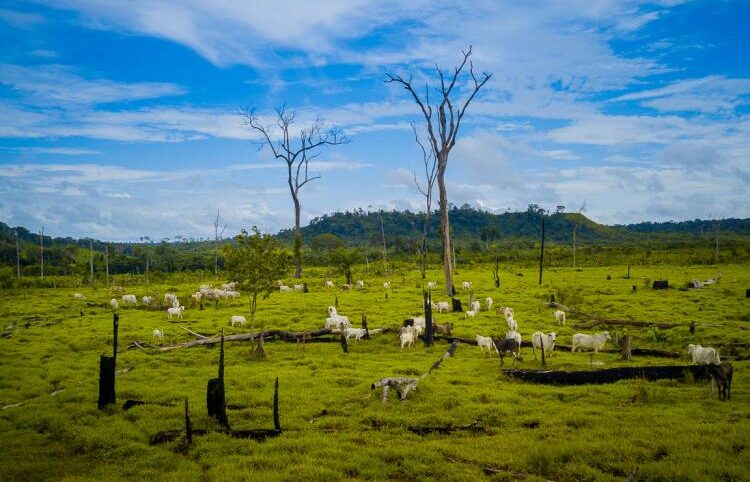 JBS dá ‘tiro de canhão’ para preservar a Amazônia