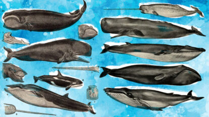 Baleia à vista:  como espécies em extinção voltaram com tudo ao litoral