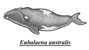 boopo eubalaena
