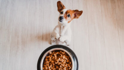 BRF quer vender negócio de pet food. Nestlé é favorita