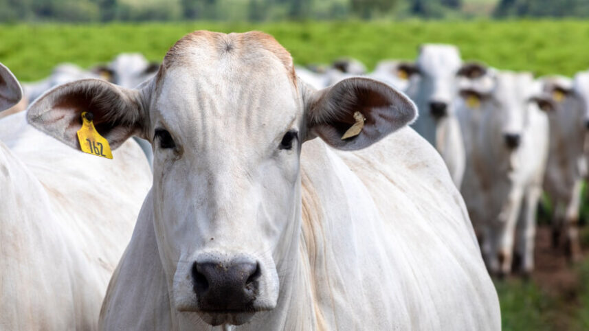 Caso de vaca louca ameaça exportação de carne bovina para a China