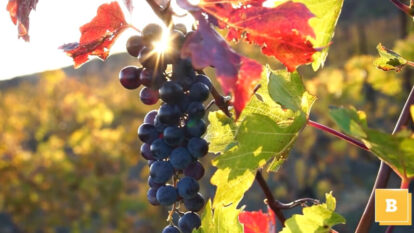 Chile reduz produção de uvas e mexe com mercado de vinhos
