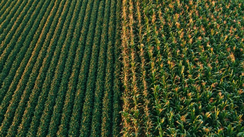 Quem está certo sobre a SLC Agrícola?