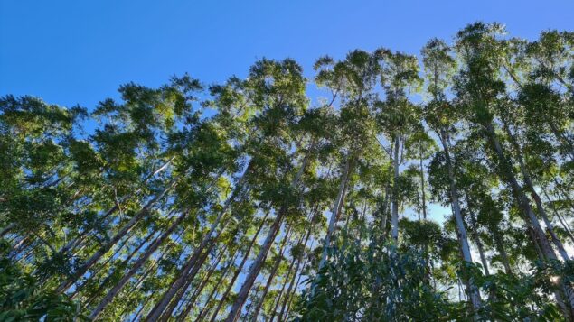 Klabin levanta R$ 1,8 bilhão atraindo sócio para terras excedentes