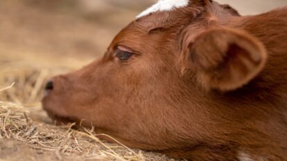 ‘O boicote do boicote’: indústria de bovinos ameaça deixar o Carrefour sem carne