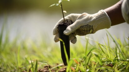 Ambev planta 2 milhões de árvores e ajuda a recuperar bacias hidrográficas no Brasil