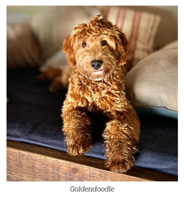 goldendoodle