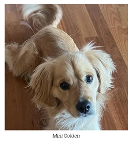 mini golden