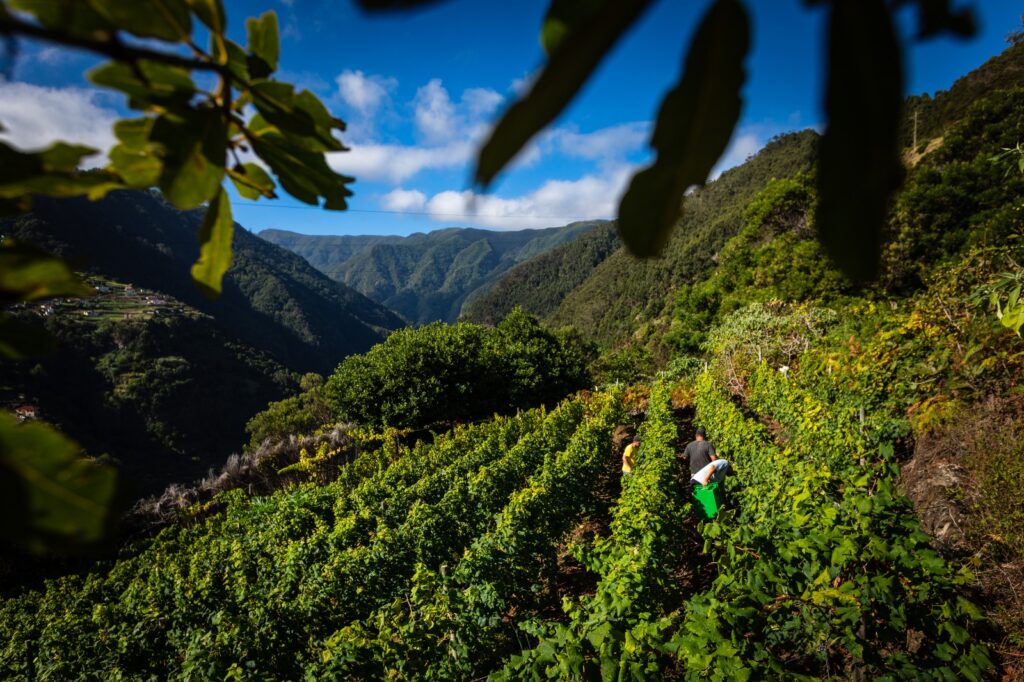 Vinhos da Madeira 1