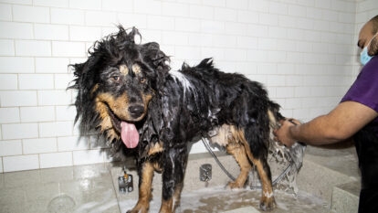 Nova assinatura da Petlove quer simplificar (e baratear) o cuidado com os pets