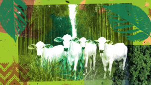 O ‘passaporte verde’ para a carne do Mato Grosso