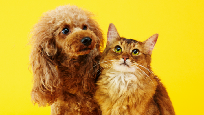 A Petz-Cobasi finalmente vai sair do papel