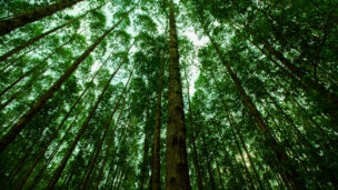 Dexco vende mais ativos florestais para reduzir sua dívida