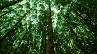 Dexco vende mais ativos florestais para reduzir sua dívida