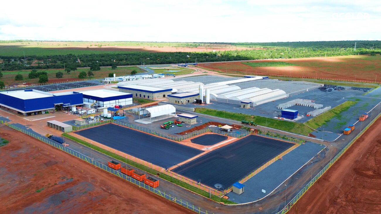 A macaúba está prestes a decolar: Acelen Renováveis avança na produção de SAF