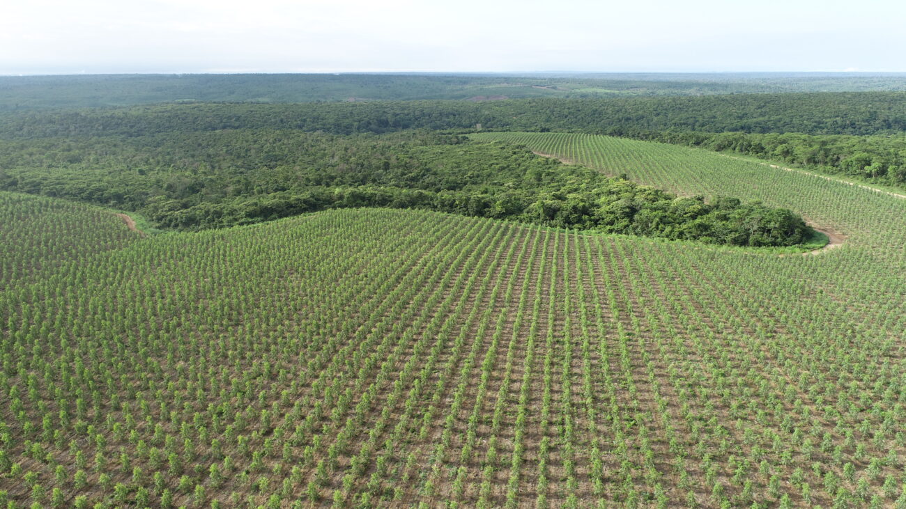 A AVB aposta na floresta por um aço mais verde (e rentável)
