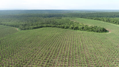 A AVB aposta na floresta por um aço mais verde (e rentável)