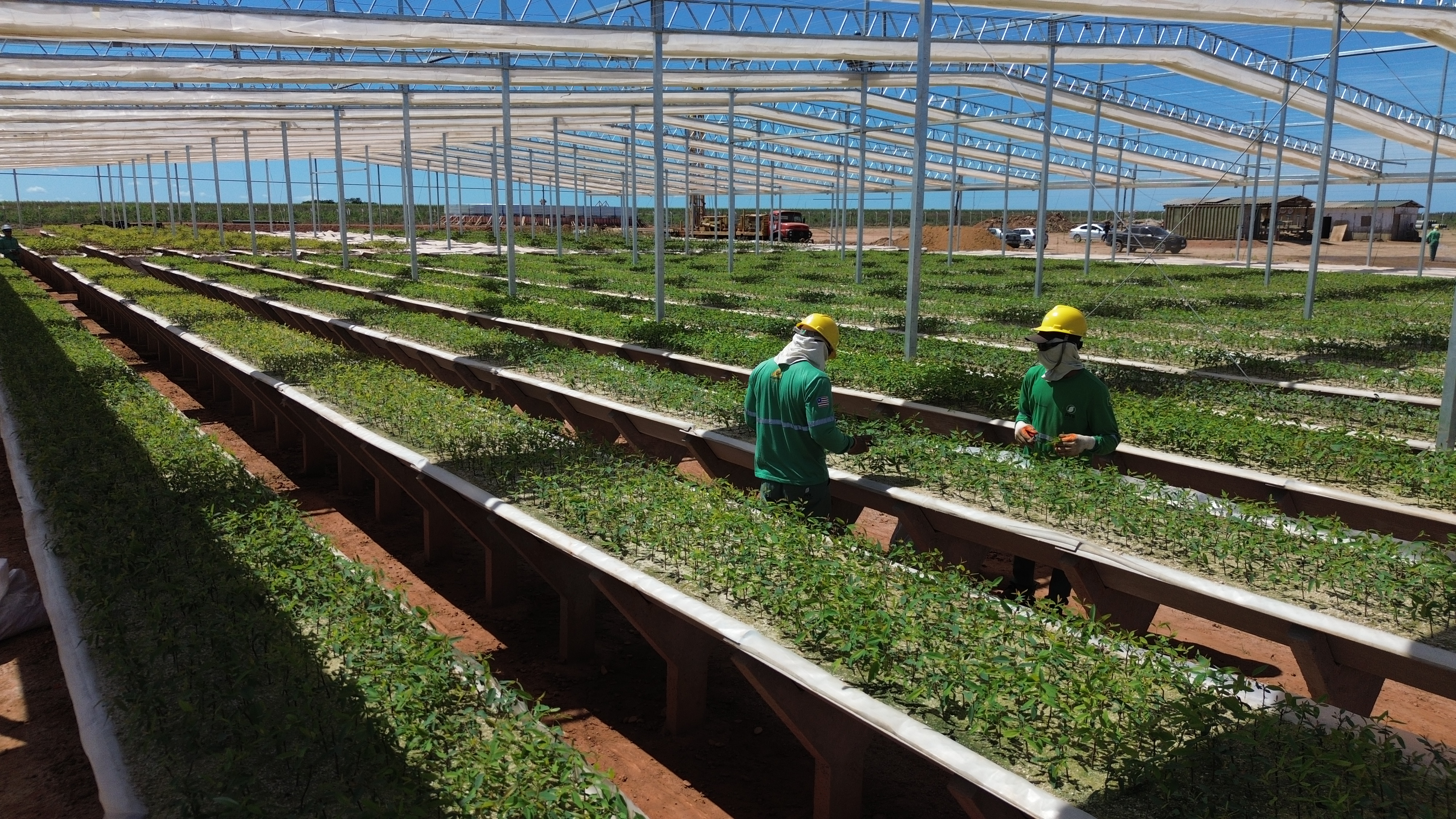 Florestas Aco Verde do Brasil AVB BC Brazil Journal 2