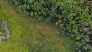 Future Climate e Pachama criam a Originals, a JV da floresta