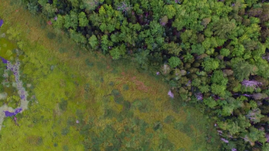 Future Climate e Pachama criam a Originals, a JV da floresta