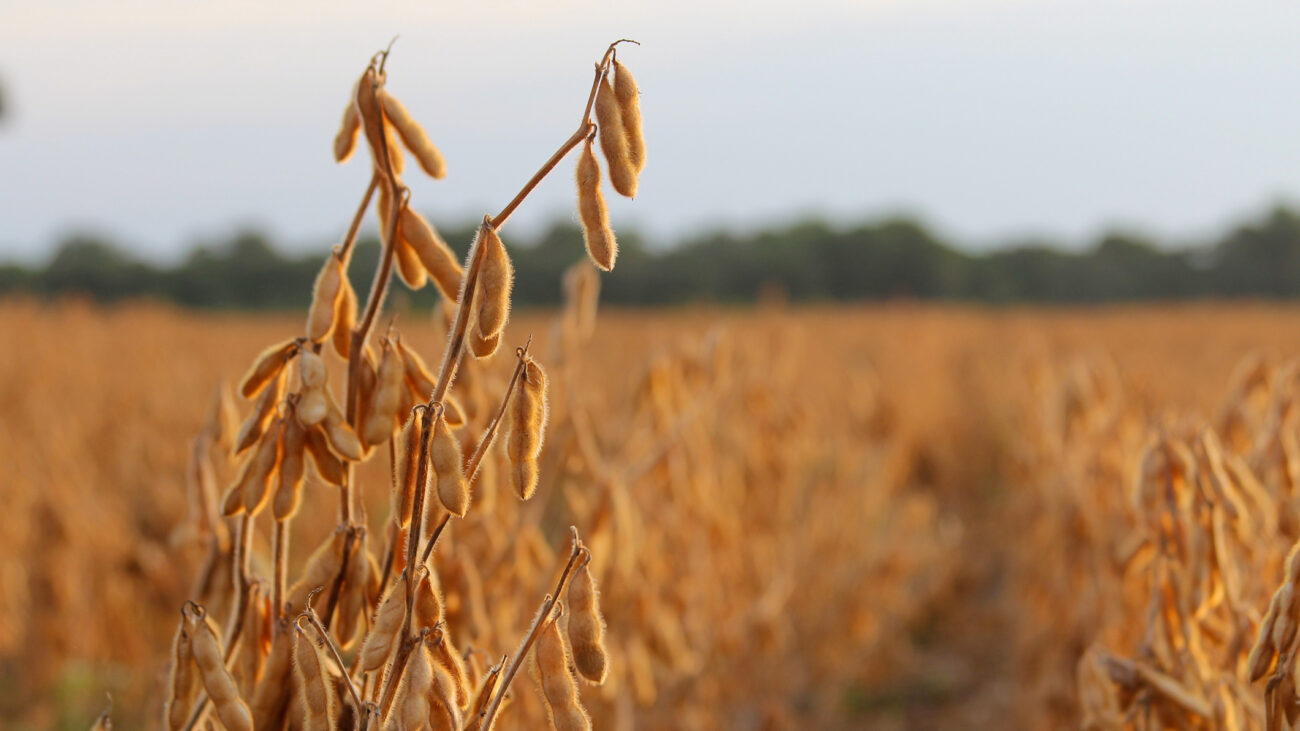 Guerra, margens fracas, e agora El Niño. O agro não tem um dia de paz