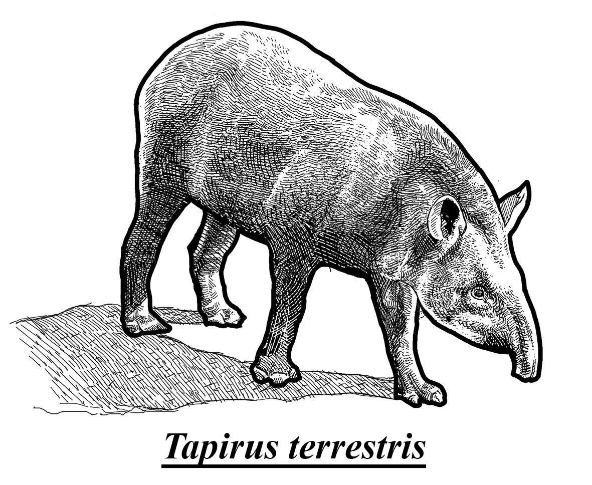 A anta é a Geni dos animais. Uma pesquisadora quer corrigir essa injustiça 1 10727 ca0dbdc7 8fda 5b3f 5a70 71b33998ab85